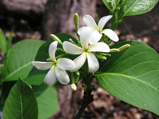 โมกใหญ่ Holarrhena pubescens Wall. ex G.Don<br/>APOCYNACEAE